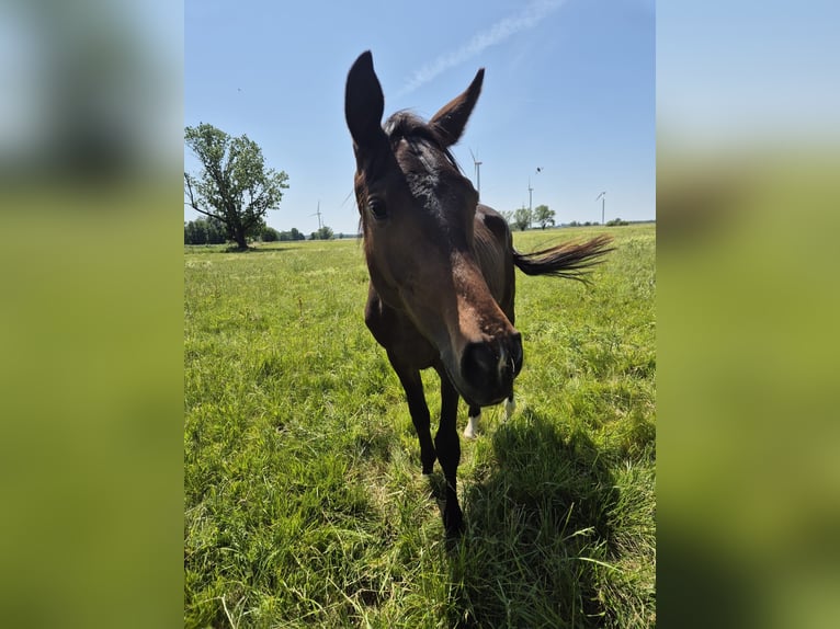 Trakehner Hongre 2 Ans 168 cm Bai brun foncé in M&#xF6;llenbeck