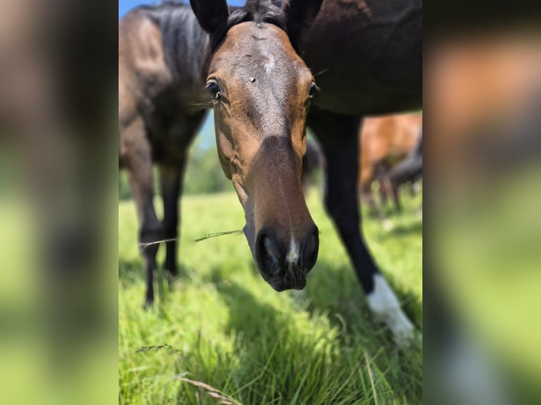 Trakehner Hongre 2 Ans 168 cm Bai brun foncé in M&#xF6;llenbeck