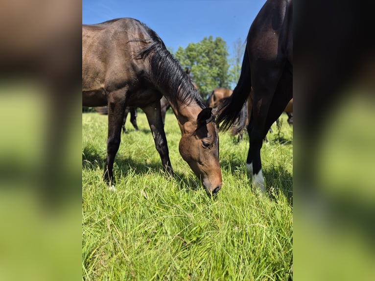 Trakehner Hongre 2 Ans 168 cm Bai brun foncé in M&#xF6;llenbeck