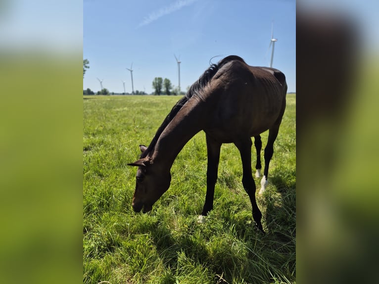 Trakehner Hongre 2 Ans 168 cm Bai brun foncé in M&#xF6;llenbeck