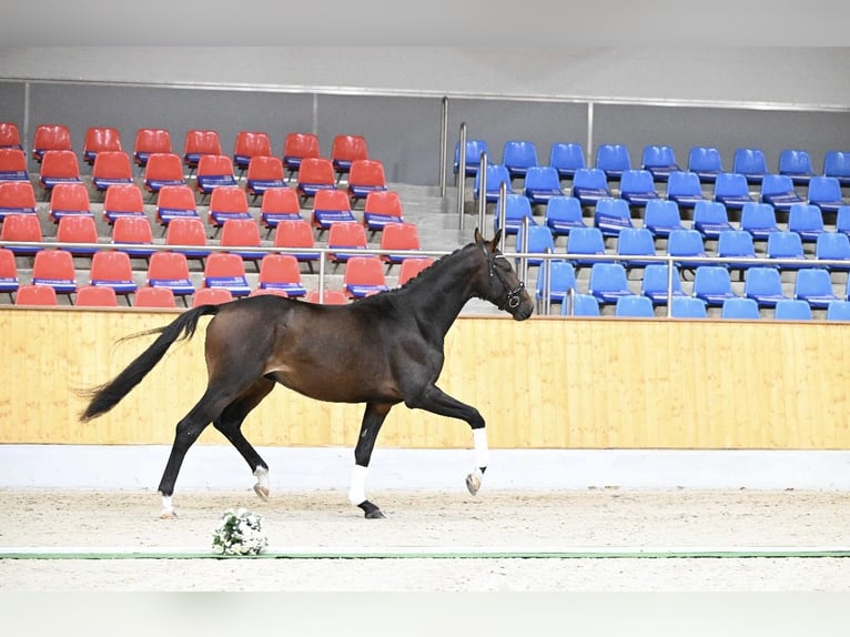 Trakehner Hongre 2 Ans 173 cm Bai in Gro&#xDF;enkneten