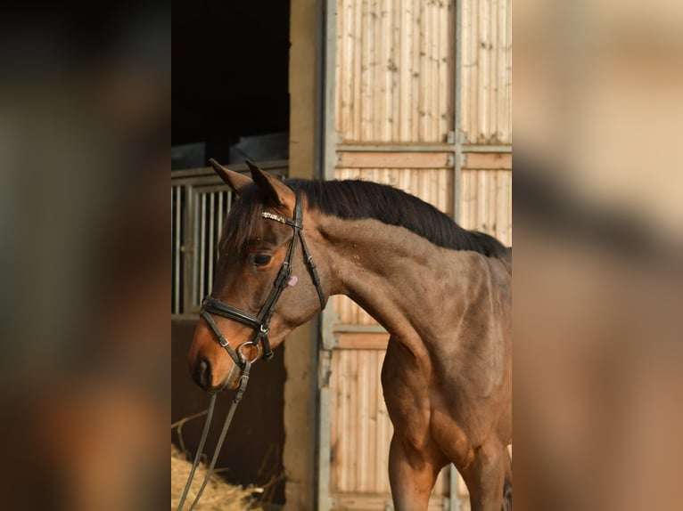 Trakehner Hongre 3 Ans 156 cm Bai in Geilenkirchen