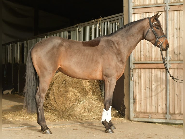 Trakehner Hongre 3 Ans 156 cm Bai in Geilenkirchen