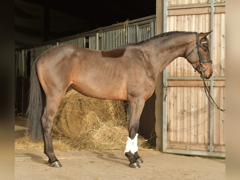 Trakehner Hongre 3 Ans 156 cm Bai in Geilenkirchen