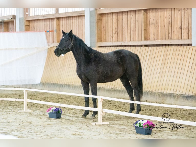 Trakehner Hongre 3 Ans 160 cm Bai brun foncé in Dorsten