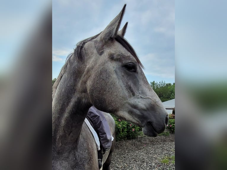 Trakehner Hongre 3 Ans 162 cm Gris in Ruppichteroth