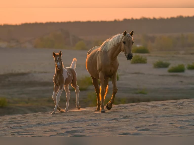 Trakehner Hongre 3 Ans 164 cm Pinto in Lüdersdorf