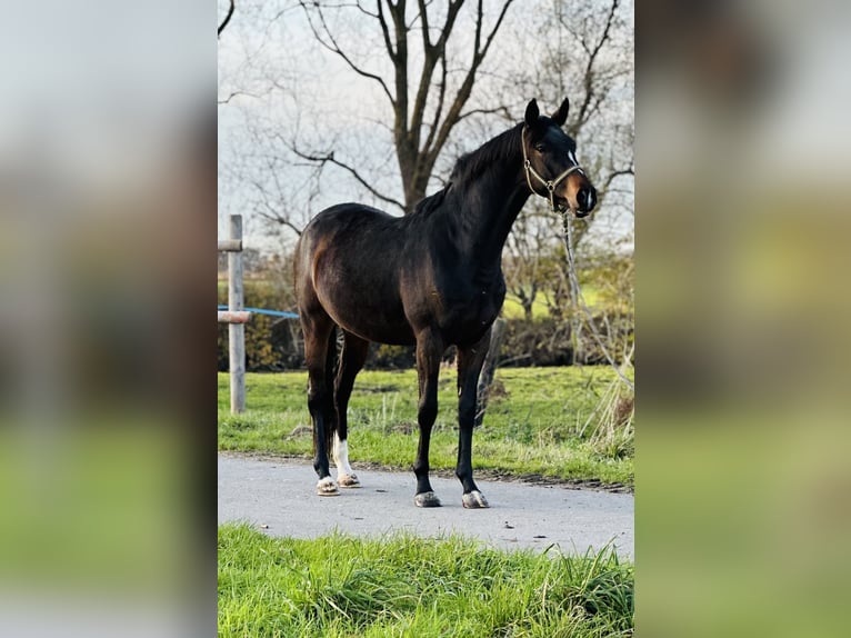 Trakehner Hongre 3 Ans 165 cm Bai brun in Ihlow LudwigsdorfIhlow