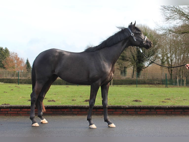 Trakehner Hongre 3 Ans 165 cm Noir in Hamburg Bahrenfeld