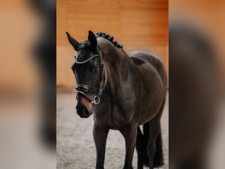 Trakehner Hongre 3 Ans 166 cm Bai brun foncé in Nidderau