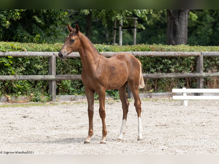 Trakehner Hongre 3 Ans 167 cm Alezan in Löbau