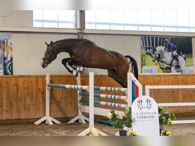 Trakehner Hongre 3 Ans 167 cm Bai in Bendorf
