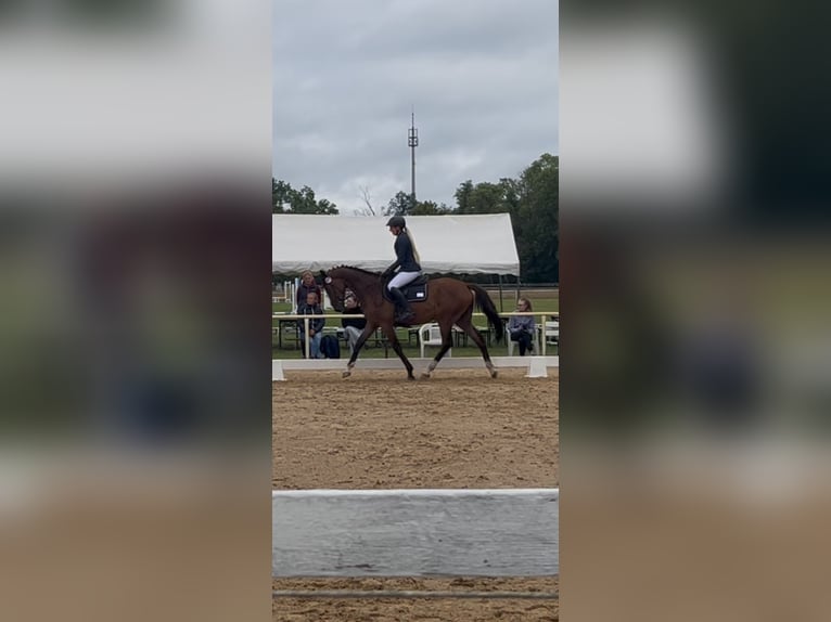 Trakehner Hongre 3 Ans 167 cm Bai in Kummersdorf-Gut