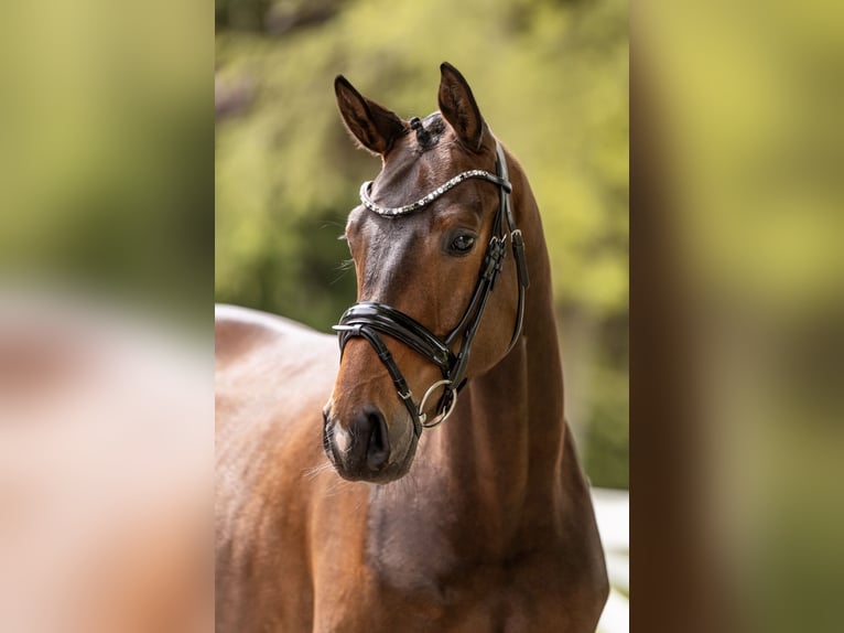 Trakehner Hongre 3 Ans 167 cm Bai in Panker
