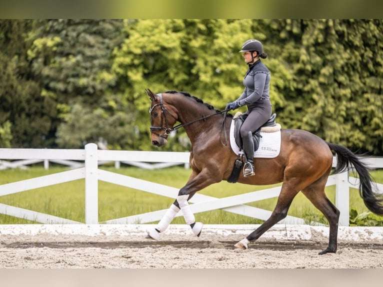 Trakehner Hongre 3 Ans 167 cm Bai in Panker