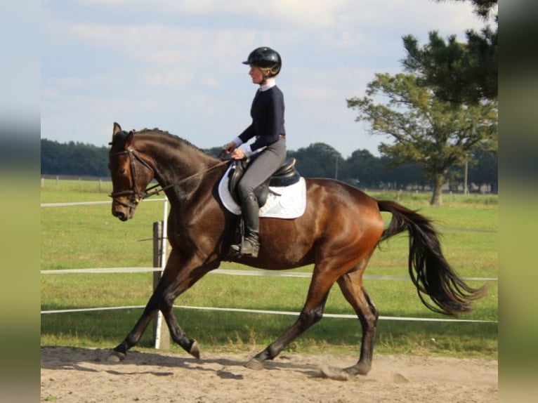 Trakehner Hongre 3 Ans 168 cm Bai in Ludwigslust
