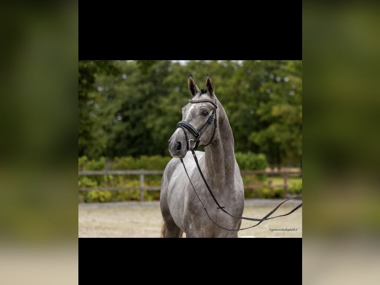 Trakehner Hongre 3 Ans 168 cm Gris in Panker