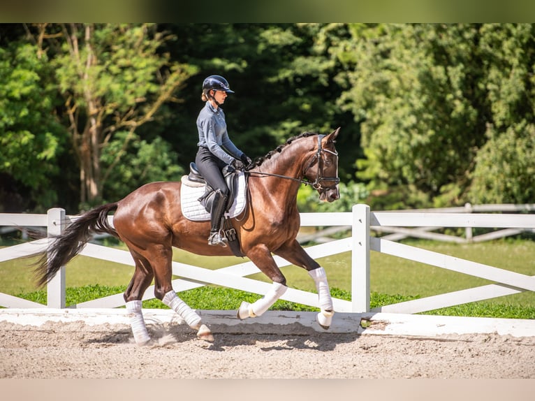 Trakehner Hongre 3 Ans 169 cm Bai brun foncé in Panker