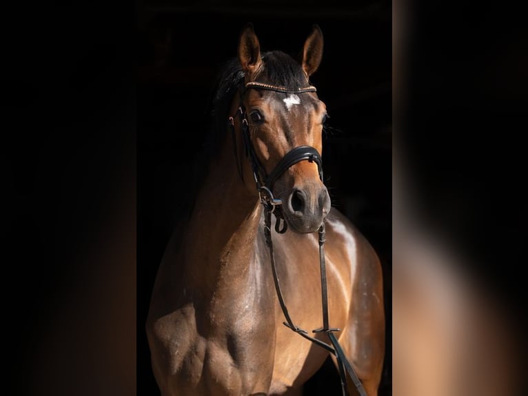 Trakehner Hongre 3 Ans 169 cm Bai in Kummersdorf-Gut