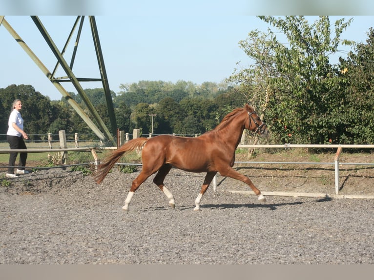 Trakehner Hongre 3 Ans Alezan brûlé in Crivitz