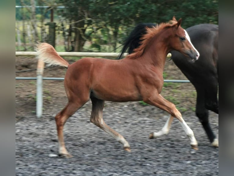 Trakehner Hongre 3 Ans Alezan in Crivitz