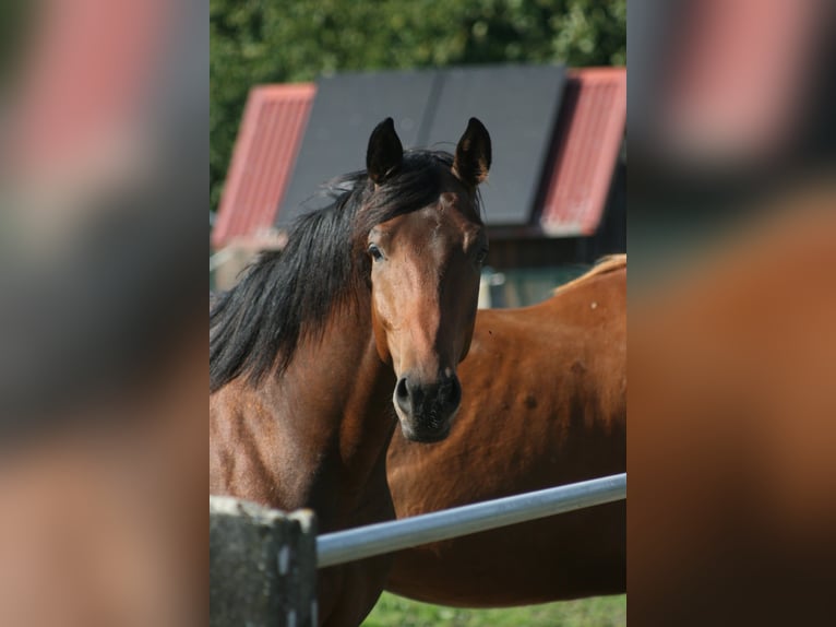 Trakehner Hongre 3 Ans Bai brun in Crivitz