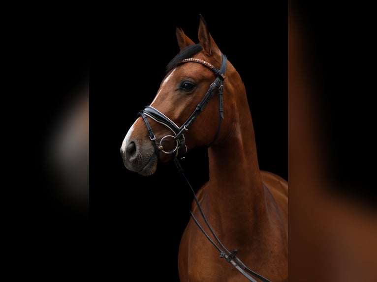 Trakehner Hongre 4 Ans 161 cm Bai in Wartenberg