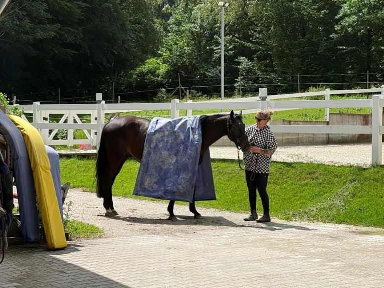 Trakehner Hongre 4 Ans 163 cm Bai brun foncé in Riedering