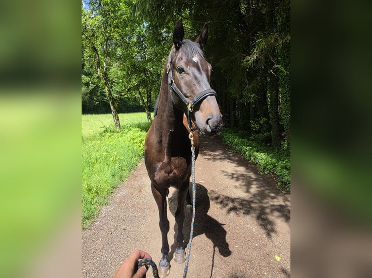 Trakehner Hongre 4 Ans 163 cm Bai brun foncé in Riedering