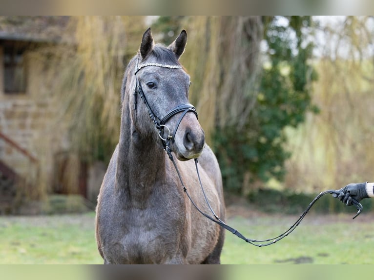 Trakehner Hongre 4 Ans 163 cm Gris in Wolfhagen