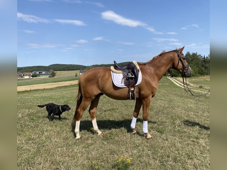 Trakehner Hongre 4 Ans 164 cm Alezan in Hohenstein Ödenwaldstetten