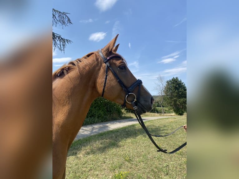 Trakehner Hongre 4 Ans 164 cm Alezan in Hohenstein Ödenwaldstetten