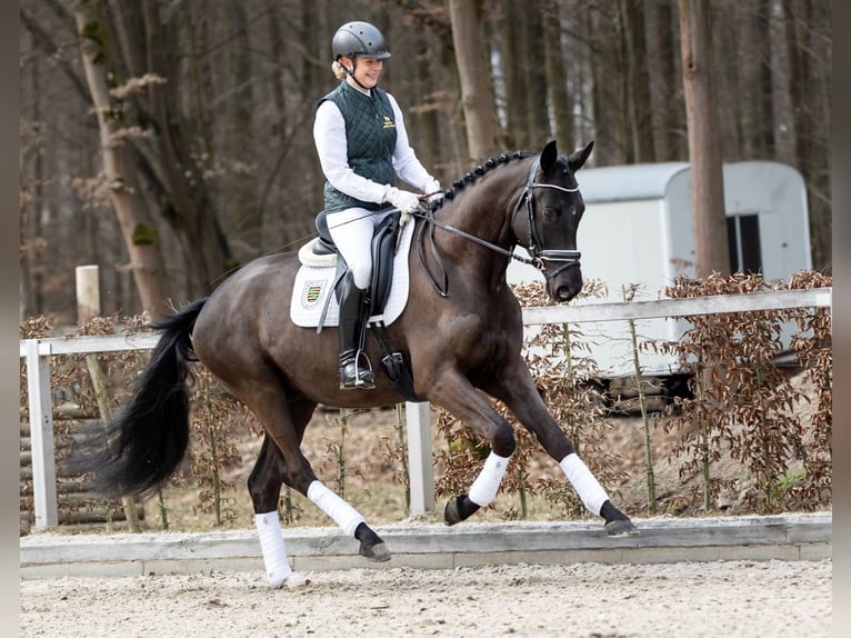 Trakehner Hongre 4 Ans 164 cm Bai brun in Moritzburg
