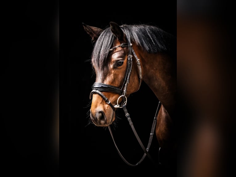 Trakehner Hongre 4 Ans 164 cm Bai brun in Roßdorf