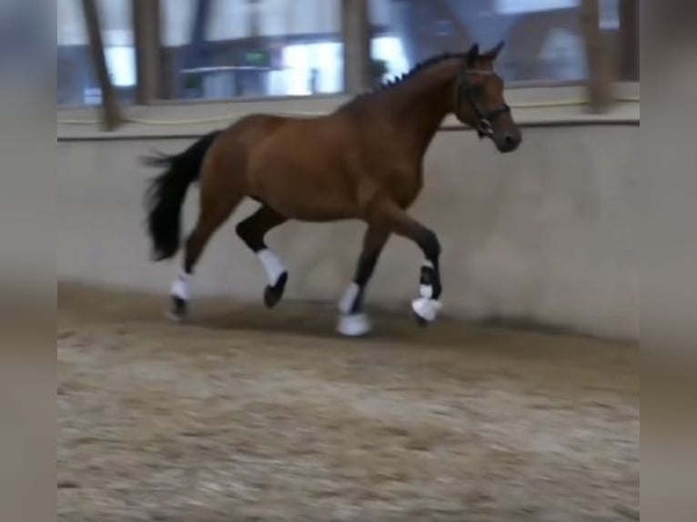 Trakehner Hongre 4 Ans 164 cm Bai in Oggelshausen