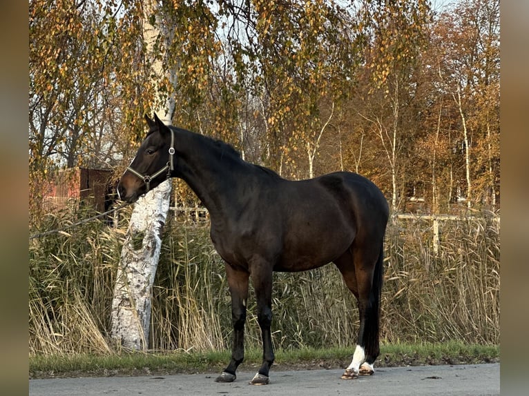 Trakehner Hongre 4 Ans 165 cm Bai brun in Ihlow LudwigsdorfIhlow