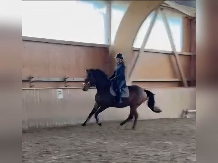 Trakehner Hongre 4 Ans 165 cm Bai in Nüsttal