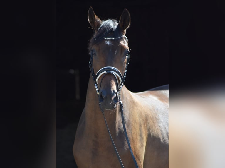 Trakehner Hongre 4 Ans 165 cm Bai in Herbstein