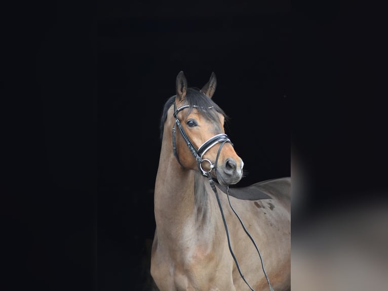 Trakehner Hongre 4 Ans 165 cm Bai in Herbstein