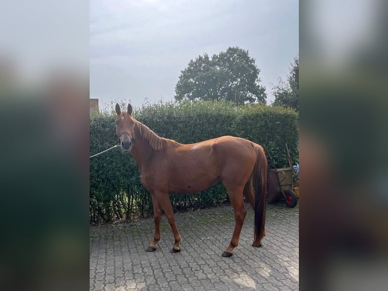 Trakehner Hongre 4 Ans 166 cm Alezan cuivré in Ravensberg