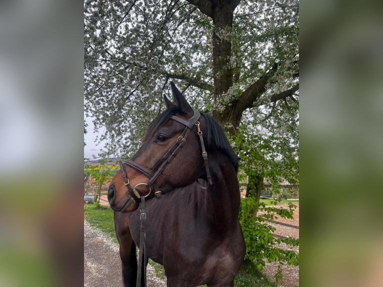 Trakehner Hongre 4 Ans 166 cm Bai in Groß-Umstadt