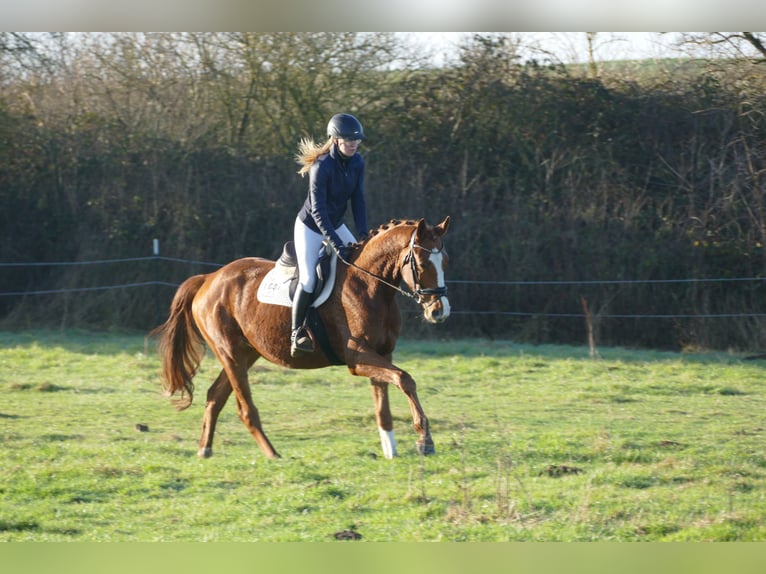 Trakehner Hongre 4 Ans 167 cm Alezan in Ganschow