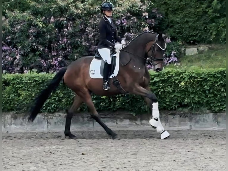 Trakehner Hongre 4 Ans 167 cm Bai in Ruppichteroth