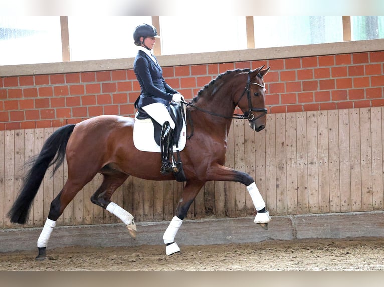 Trakehner Hongre 4 Ans 167 cm Bai in Geldern