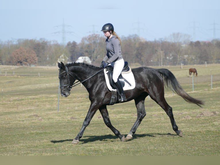 Trakehner Hongre 4 Ans 167 cm  in Ganschow