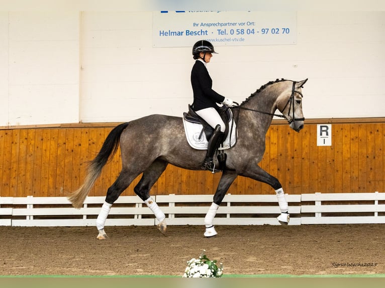Trakehner Hongre 4 Ans 167 cm Gris in Schlieckau
