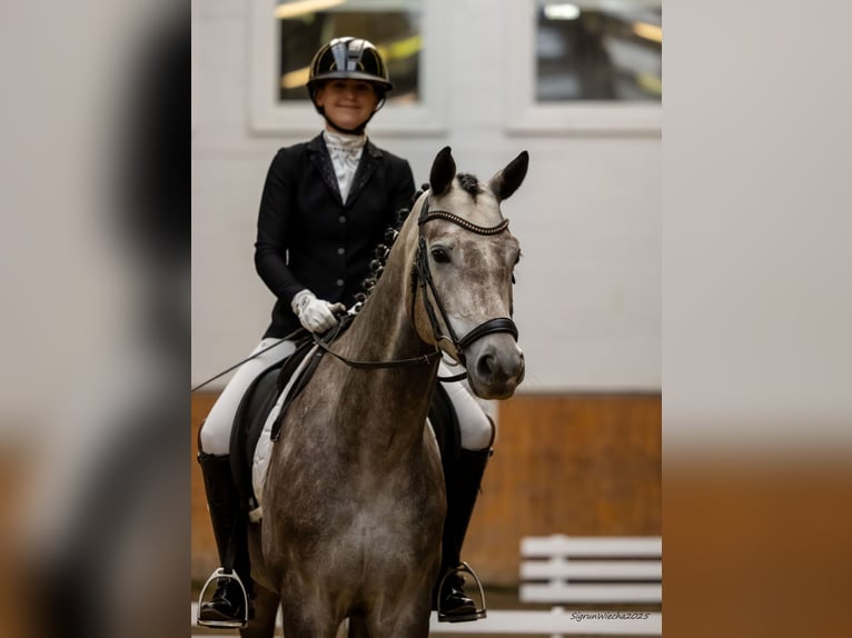 Trakehner Hongre 4 Ans 167 cm Gris in Schlieckau