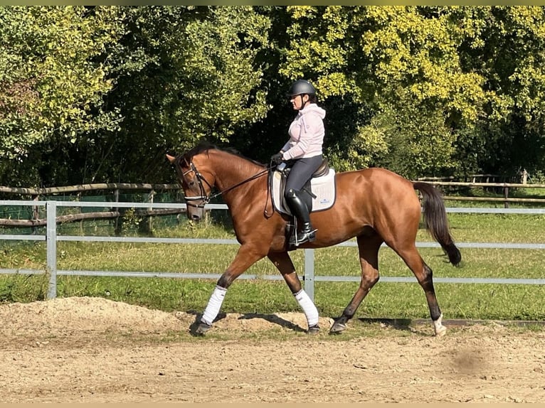 Trakehner Hongre 4 Ans 168 cm Bai in Rondeshagen