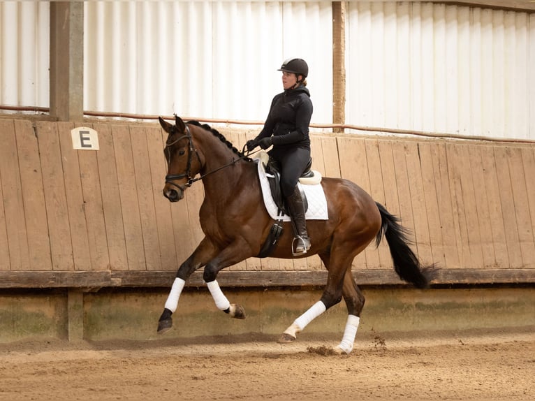 Trakehner Hongre 4 Ans 168 cm Bai in Uslar