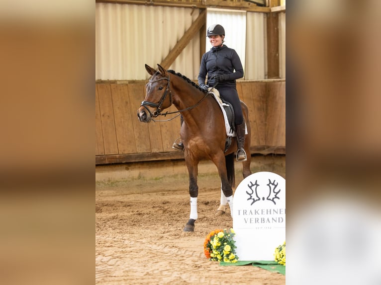 Trakehner Hongre 4 Ans 168 cm Bai in Uslar
